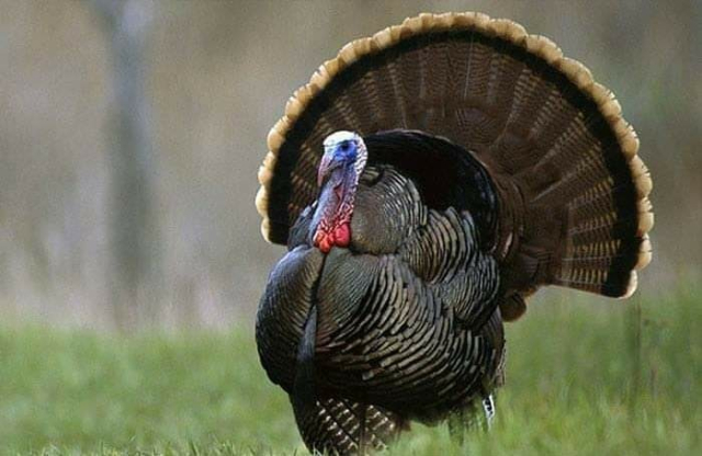 Here is a Tom turkey, with his tail fanned outward.