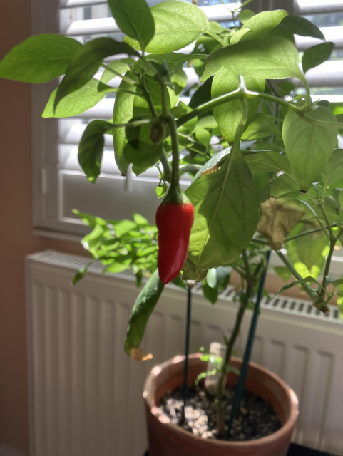 A red chilli fruit, about 3 centimetres in length, growing on a potted chilli plant 