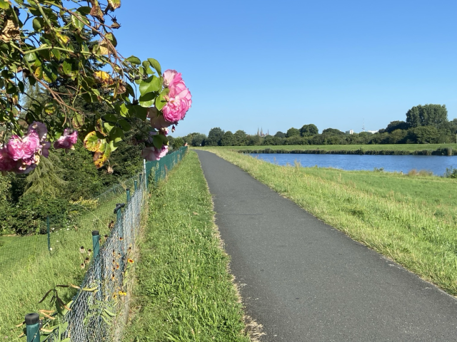 Ein Rosenbusch an einem Radweg. Dahinter ein Gewässer, Bäume und am Horizont zwei Kirchtürme 