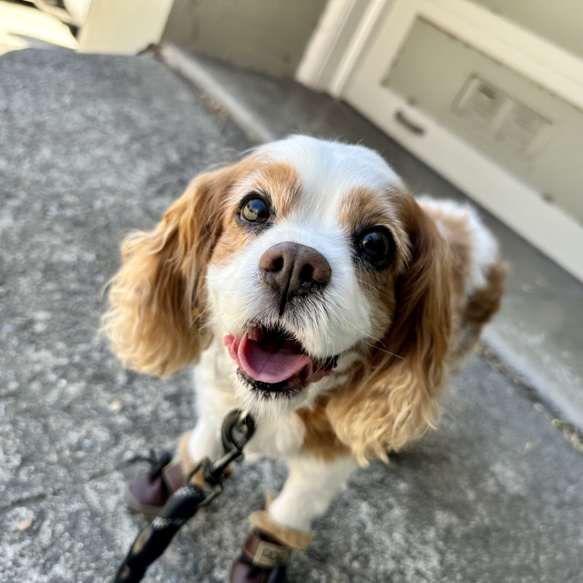 A photo of the cavalier King Charles cookie smiling on a walk