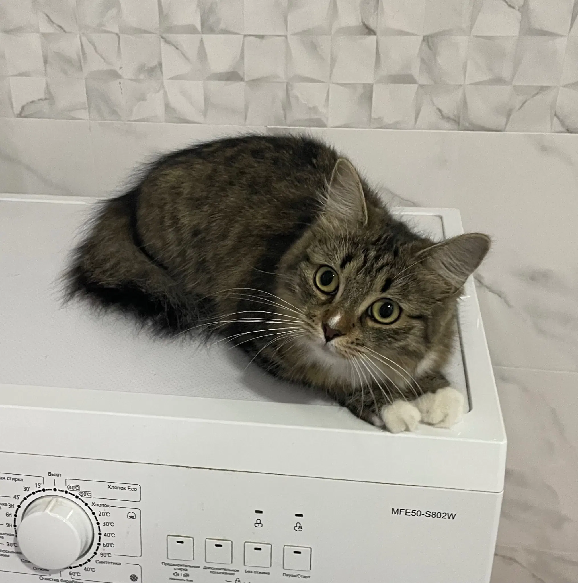 Nova sitting on the top of the washimc machine, looking at the camera with tilted head