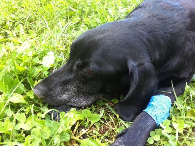 Chelsea — labrador retriever (2002–2014).