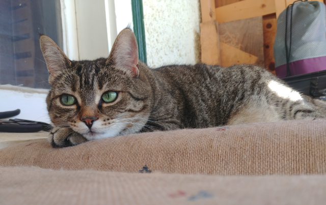 A photo of a tabby cat, lying with its head resting on its paws, looking off in the distance to the left.