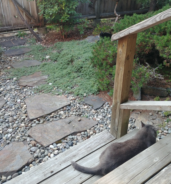 A photo of a rocky path, with greenery and shrubs, off the end of a set of stairs.

There is a small grey cat on the second bottom stair, and a small black cat visible sleeping in the shrubs.