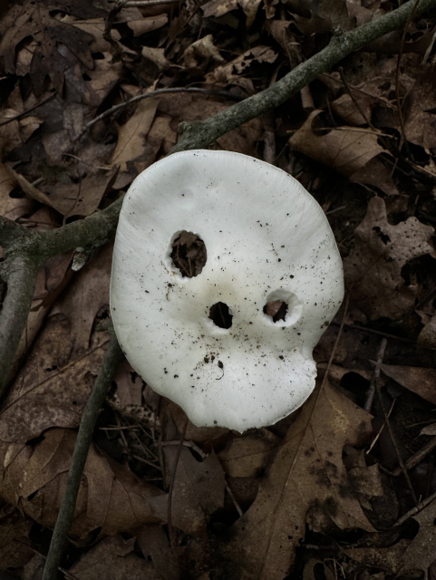 a flat, white mushroom cap see from directly above emerging from the leaf-covered forest floor. There are three holes in the mushroom cap that resemble the O_o emoticon or Kodama from Princess Mononoke.