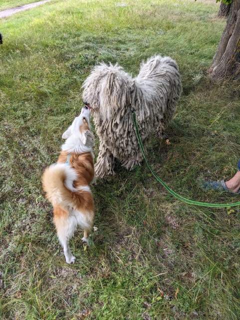 Iris the young Icelandic Sheepdog is stretching mightily to lick the nose of a giant Hungarian Komondor. The Komondor has long off-white coat in thick dreads covering it everywhere including on the head & face