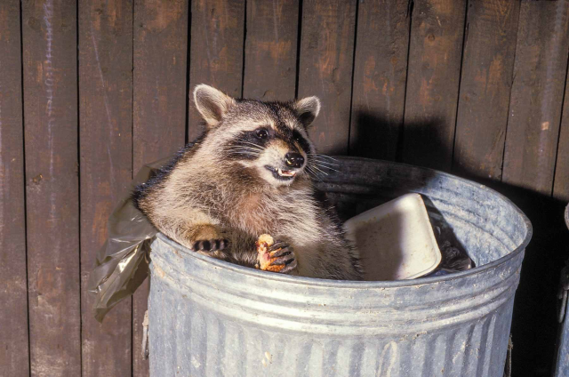 A picture of a raccoon in the trash.