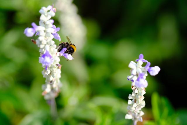 a humble bumblebee on a white-purple flower of some kind. the background is a soft blur of green leaves.