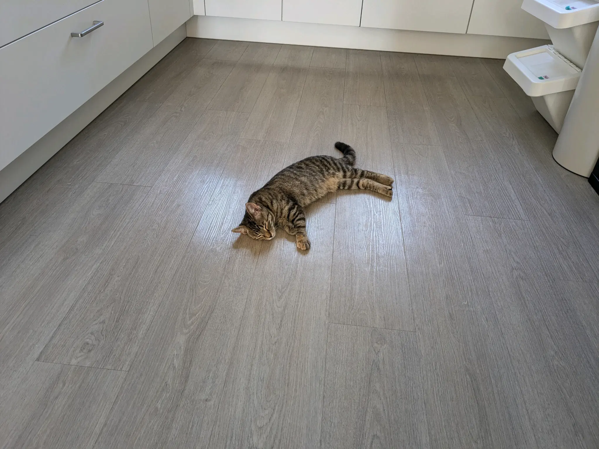 tofu lying on the floor