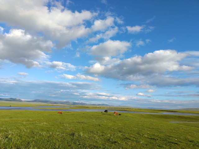 blue Sky with clouds some cows green fields and the kherlen river