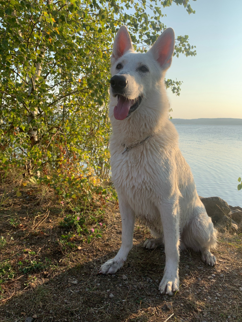 Na fotografii je Bílý švýcarský ovčák Wick