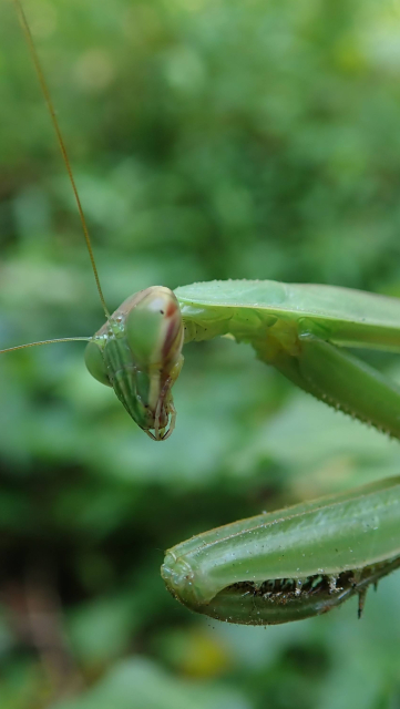 A large green praying mantis leans into the image from the right, her triangular head tilted toward us and her arms raised and folded. A stripe of white and reddish brown, like a strip of bacon, begins at the tip of her pointy mouthparts and runs up across her cheek, then across her eye without interruption. Her eyes are otherwise the plastic-textured grass green of the rest of her body, except for one fuzzy black speck like a contracted pupil, staring at us. She seems to be asking "Is this seat taken?" in a way that makes us wish we could say no, while knowing that we can't.

Her antennae are elegantly attached to her head by joints that look like they might hold the screw-on antennae of a home wifi router. Their ribbed arcs stand above her head like expressive cartoon eyebrows.

If we look closely at her folded arms we can see that their spiky inner surfaces are covered with a brown dust of butterfly scales.