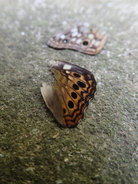 Two  fallen butterfly wings lying on a concrete wall. The closer one is dark burnt-orange with a pair of parallel squiggly brown stripes along its outer margin, and a row of brown polka dots just inside this. The side of the wing formerly near the butterfly's body is covered with long downy fur.

Farther away, out of focus, we see another wing with lighter colors and brown and white polka dots.