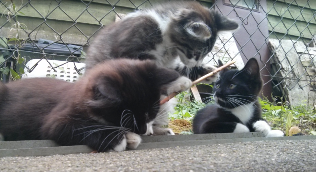 A photo of three stray kittens, playing with different parts of the same stick.