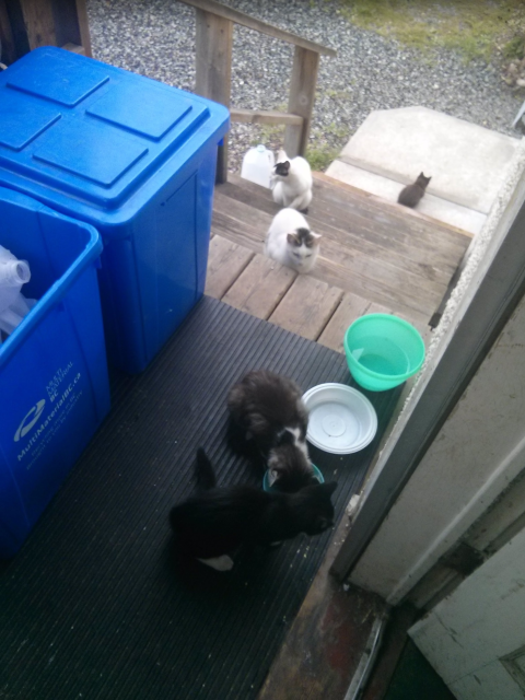 A photo of five cats in a line-up on a set of stairs, leading up to bowls of food and water. The parents wait on the stairs while two kittens eat from a bowl.