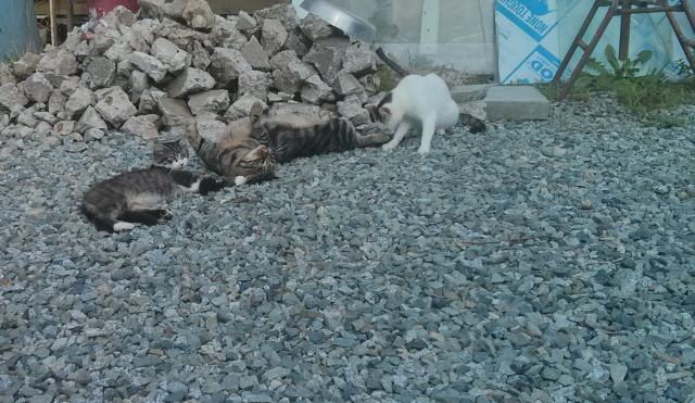 A photo of a mother, father and kitten lying on a bed of gravel, a pile of broken concrete in the background. The kitten is reclining, the father is on his back and the mother is cleaning the father's tail.