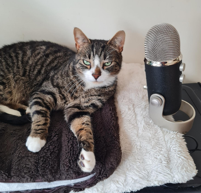 Pickle, 7 year old tabby cat, sat next to a Blue Yeti podcast microphone, staring at the camera with a look of disdain that strongly suggests the photographer has interrupted something important