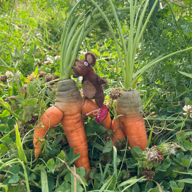 Photo of Silvius the little Latin mouse standing between two large and very odd-shaped carrots with multiple 'legs' and long stalks. (Roman carrots were not orange but parsnip-coloured)