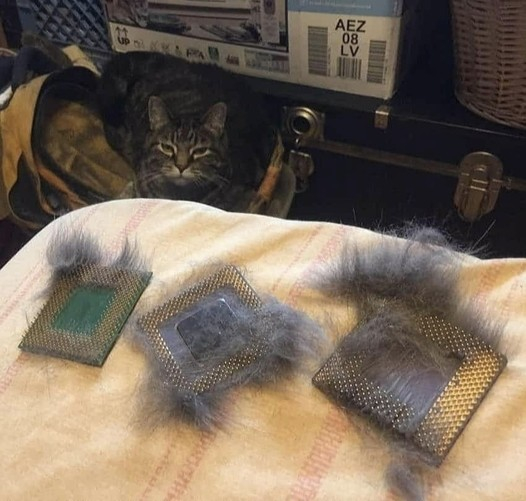 Photo of several CPUs that have been used as a cat brush and have lovely clumps of fur in them. A recently groomed cat looks on from the distance.