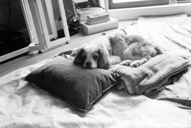 a scan of a black and white film photo negative of a cavalier king charles spaniel lying on a bunch of blankets