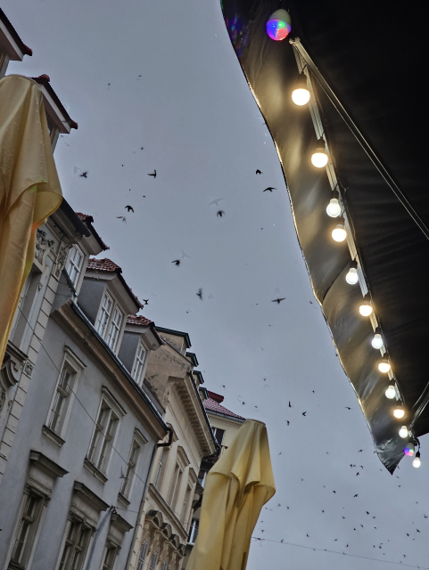 kŕdeľ alebo viac lastovičiek vo vzduchu medzi střechami domov v centre Bratislavy 