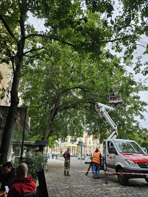 pília z vrchu dole strom na Hviezdoslavovom náměstí 