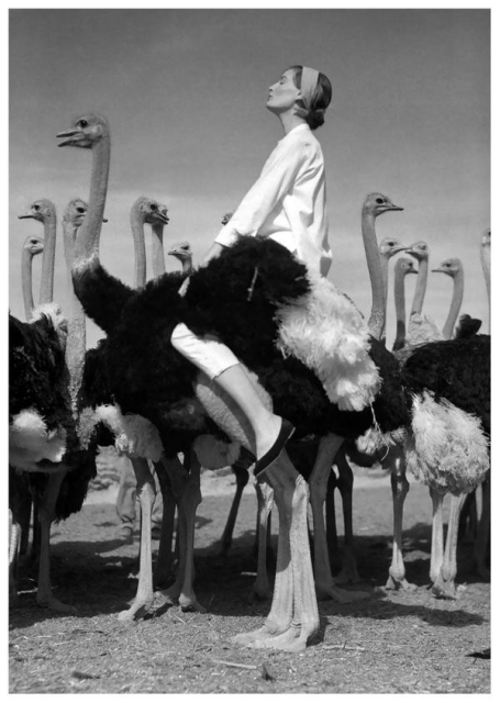 black and white photo of a woman riding an ostrich, with about a dozen other ostriches in the background