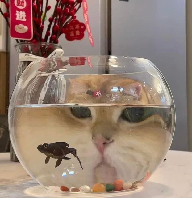 Photo of a fish in a round fish bowl with the magnified image of a cat intensely staring at it