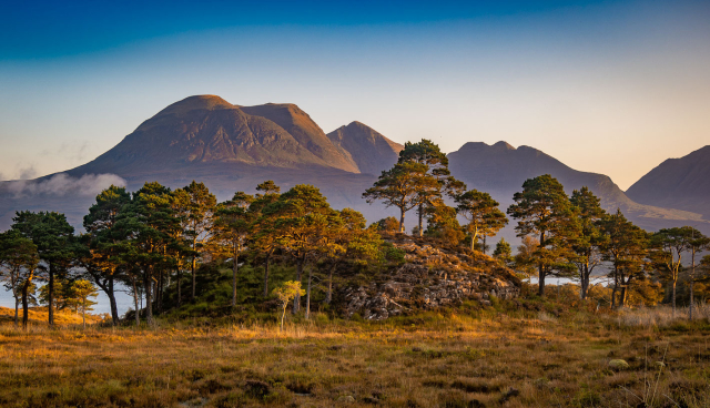 Trees and mountains in early morning light.