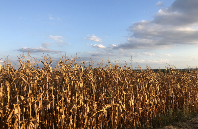 in golden evening sunlight, a field of dried corn (maize) glowing almost copper-bronze. the sky above is pale blue with scattered grey and white clouds. 
the maize runs on a slight diagonal up from the bottom left of the image, and there's some dried grass just visible in the bottom right. 