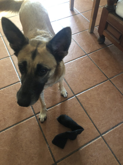 Gaia, mi perrita de color miel, con cara de latosa porque anda jugando con uno de mis calcetines que dejó en el suelo.