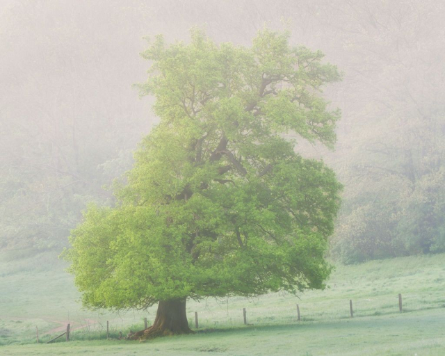 A lone oak tree on the edge of the woods on a misty, spring morning with the tree covered in beautiful fresh green leaves.