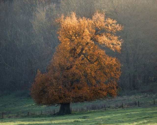 A lone oak tree on the edge of the woods basking in the sun on a late autumn morning with its beautiful autumnal canopy catching the sun.