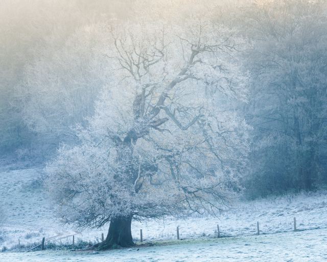 A lone oak tree on the edge of the woods on a cold winter morning, with everything caked in a thick hoar frost.