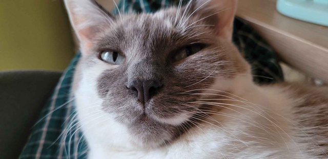 close up of a grey and white cat's face, she has light blue eyes that look over to camera with judgement