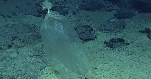 A plastic bag at the bottom of Mariana's Trench, 6.77 miles below the ocean's surface. 