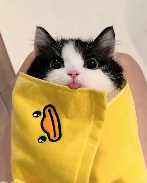 tuxie kitten with tongue sticking out, wrapped in a yellow blanket with a duck face. 