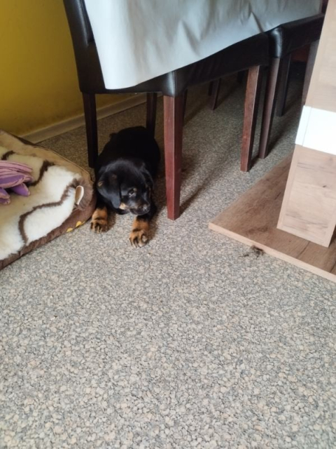 Oh look, there's a beautiful black puppy, with a white dot on her chest and another near her backside. It's Pika, a little labrador/golden/border collie mix, hiding under the chair. There's something happening and she doesn't quite know what. Don't let her shyness fool you, though; she fell asleep in my arms on the ride home, as though that's exactly where she belonged. That's actually why I picked her -- the other two pups were all play, but this one just wanted to cuddle (well, and maybe gently mouth at my clothes).