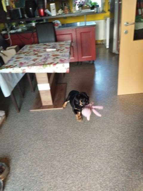 Finally more Pika! This is the first of three shots of her playing with her favourite toy at the time, a plushie octopus from Kong. She didn't much care for the squeaker except when one of us squeaked it for her, but the rustle of the foil in the tentacles is still the best thing! The fact that it's technically made for large dogs certainly hasn't stopped her from chewing it, fetching it, or playing tug with me (again, this just means that *I* tug and she runs around, or lies down and lates me tire myself out while wagging her tail happily).