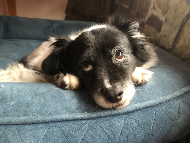 Mozzarello, a fluffy black and white dog, on a blue bed with his front legs on each side of his head. He's looking up with a sort of disbelieving expression.