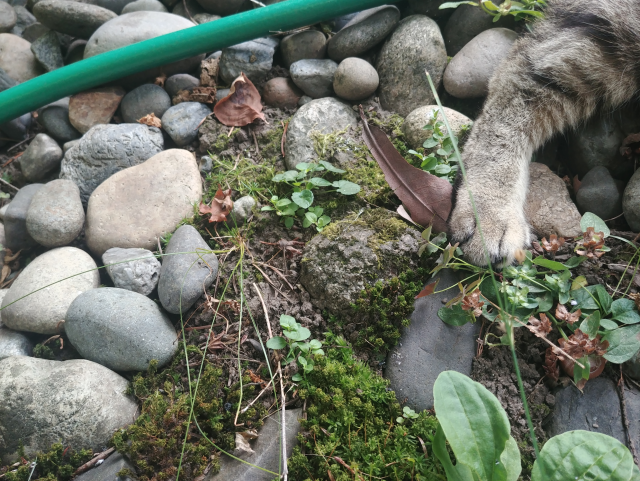 A photograph of a patch of ground outside. There are rocks, twigs, dirt, moss, leaves and a tabby cat's foot.