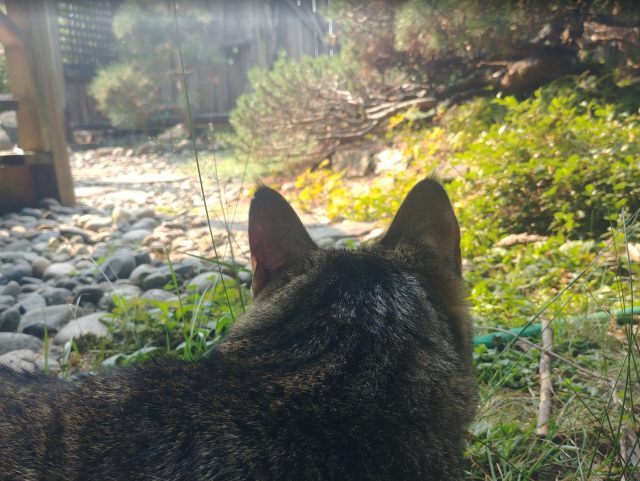 A photograph of a backyard, from behind a cat's head, showing bushes, rocks, a porch and a fence.