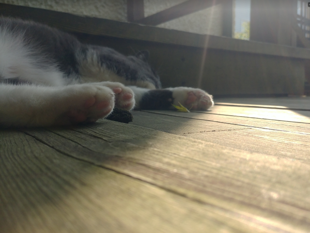 A photo of a grey and white cat sleeping on a porch, with a ray of sunshine at its paw. in front is a small maple leaf.