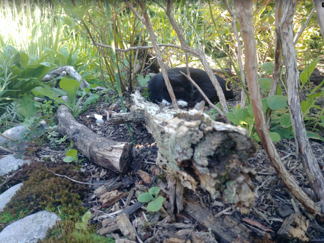 A photo of a small black and white cat, sleeping on a bed of peat under a blueberry bush.