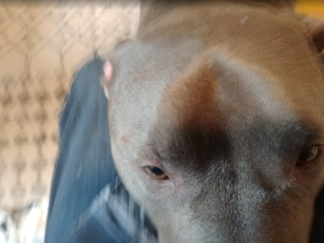 A photo of an American Staffordshire, with its big fat head in my lap, begging for something.