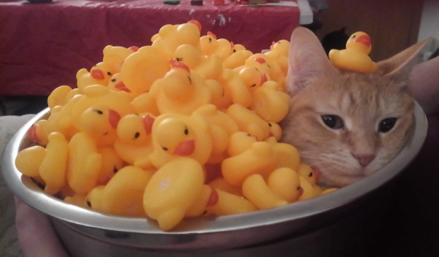 Photo of a silver bowl with a whole bunch of yellow rubber duckies in it and an orange cat's head poking out (because it's comfy). One rubber ducky sits on the cat like a debugging hat.