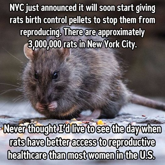 Meme: Photo of rat nibbling on morsel of food it's holding with its paws.
Above the rat:
NYC just announced it will soon start giving rats birth control pellets to stop them from reproducing. There are approximately 3,000,000 rats in New York City.
Below the rat:
Never thought I'd live to see the day when rats have better access to reproductive healthcare than most women in the US.