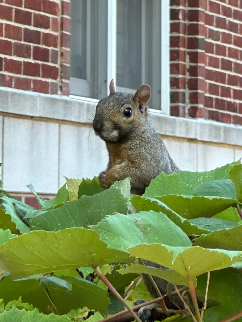 Squirrel who has just stolen a delectable grape