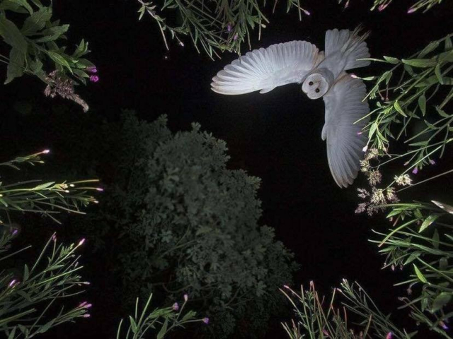 Night photo by a camera on the ground pointing up at the tops of trees. In the right corner is a huge white owl with wings outstretched just beginning its flight