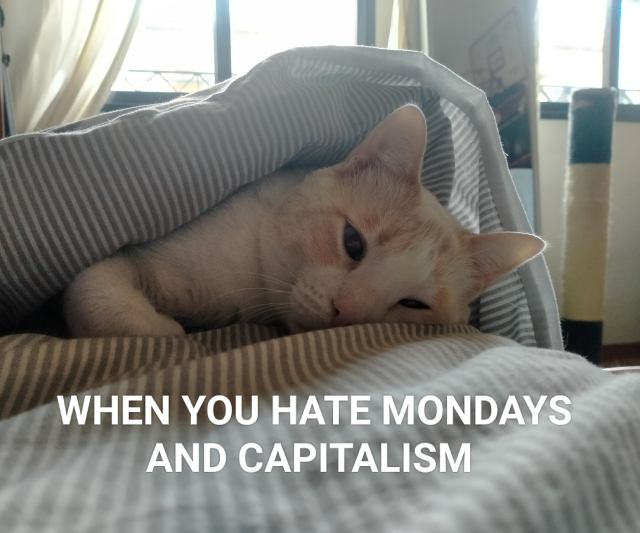 Fariña, orange and white cat, lying on a bed under a duvet. The caption says "when you hate Mondays and capitalism"